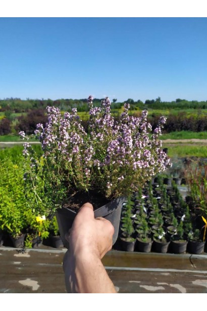 Чебрець лимонний Раста / Тим’ян - 3л/вис.10-15см/Ø25-30см